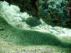 Highhat hiding under on of the canon on the scuba trail f... by Michael Kovach 